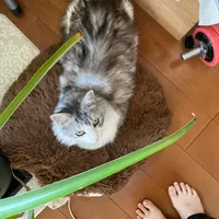 はや