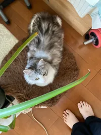 はや