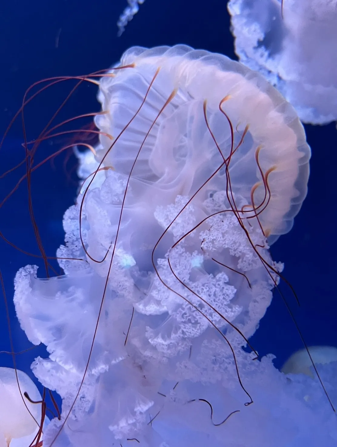 橋本さんが一番好きなクラゲ、クリサオラ・プロカミア
