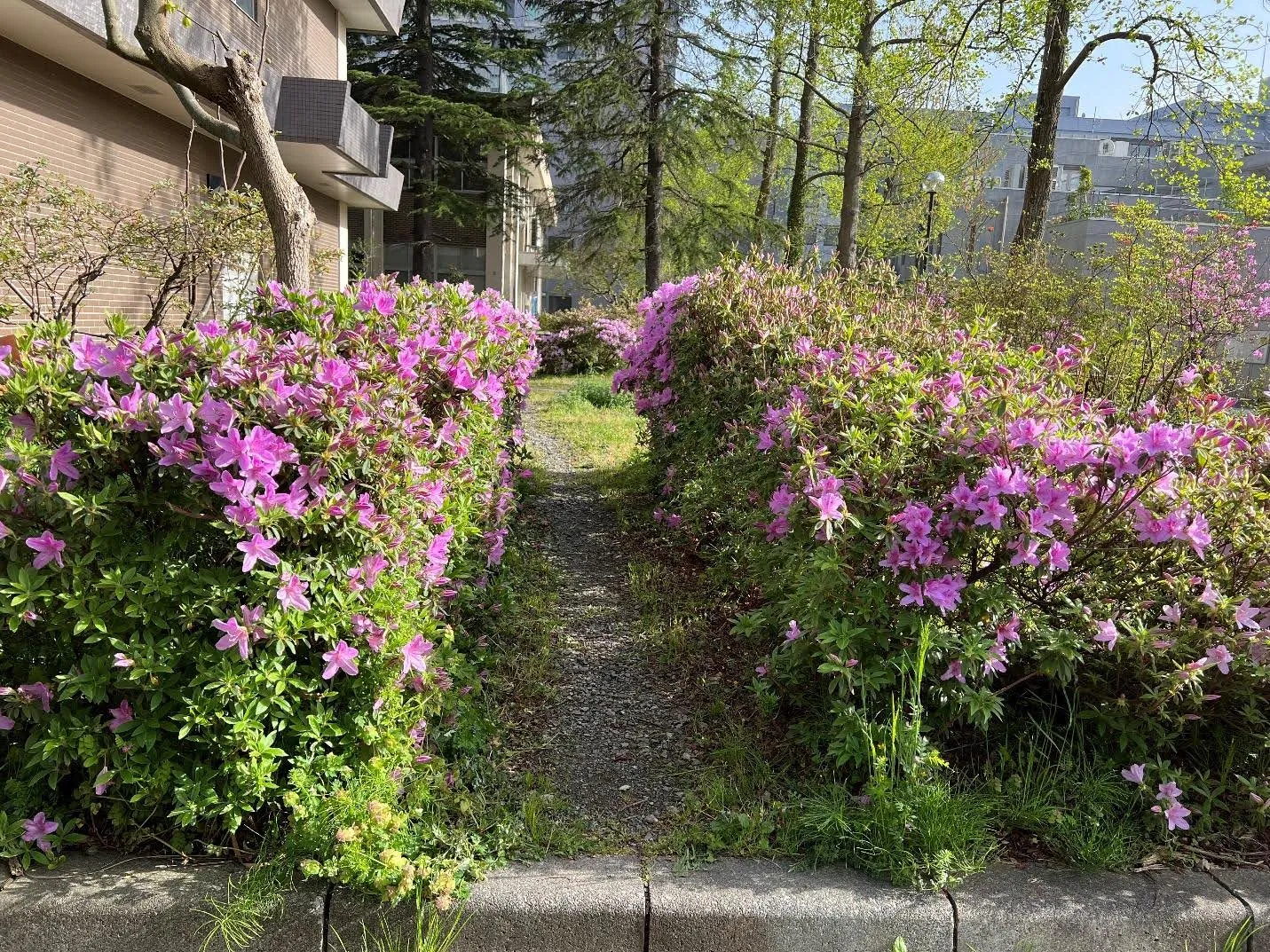 研究に用いたツツジ