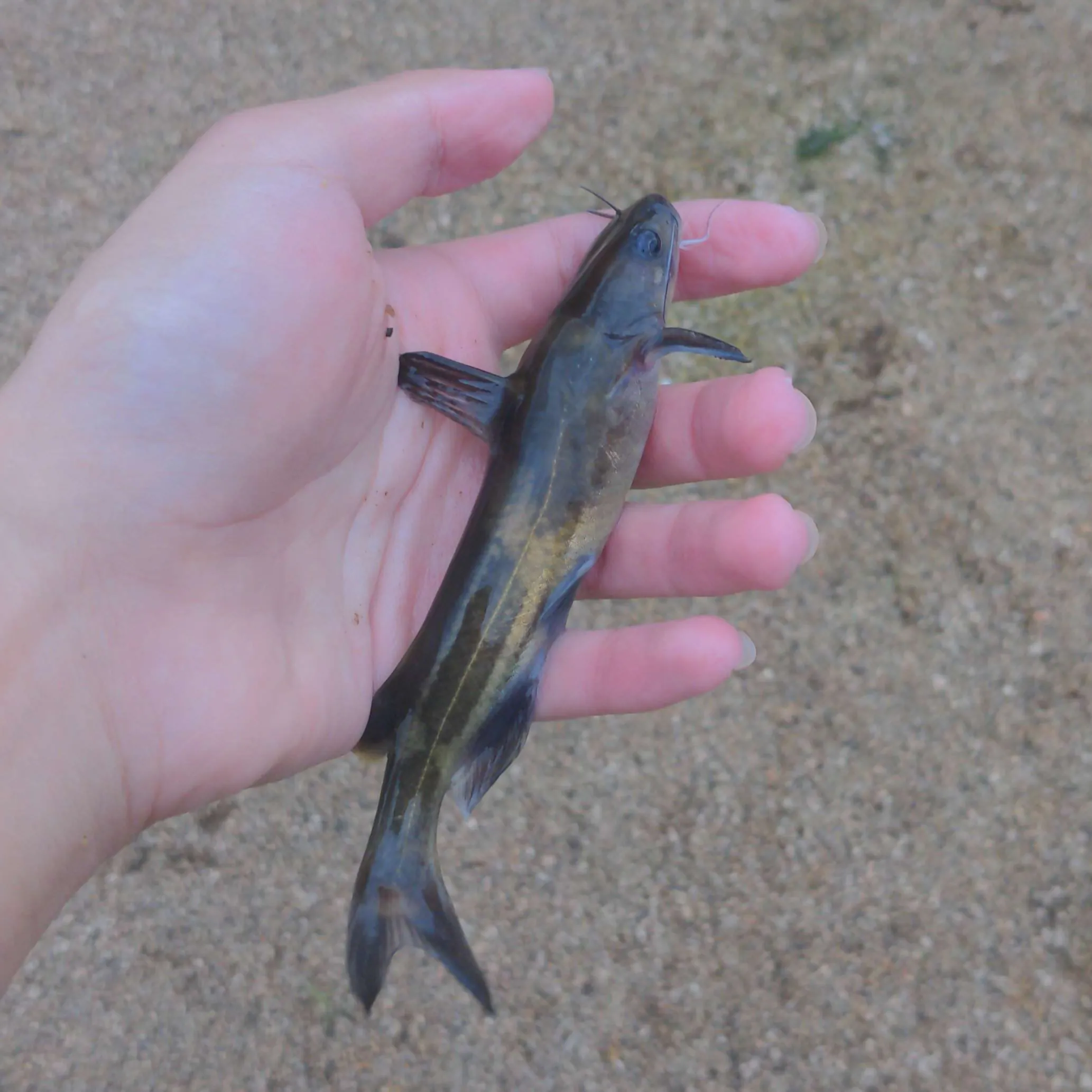 手に乗せられたギギ