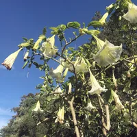 ヰンジゴカルミン