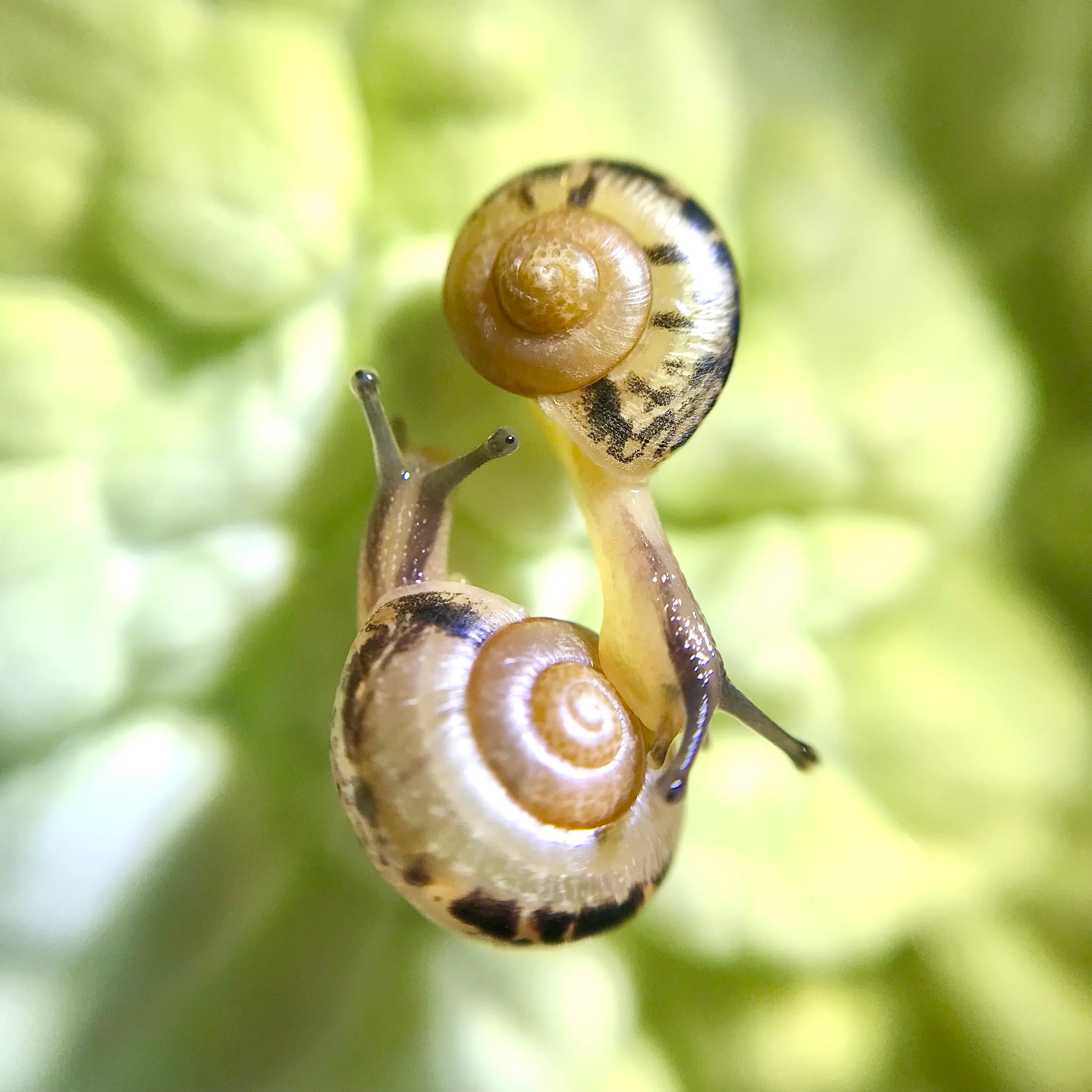 2匹のカタツムリが植物の上に乗っている写真